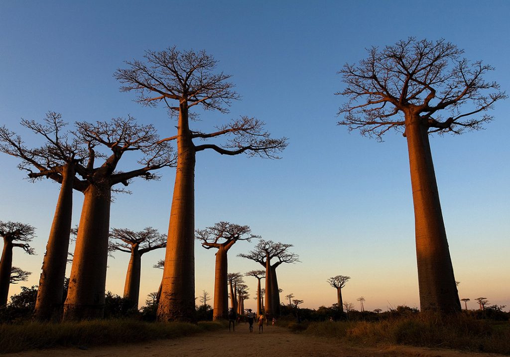 Avenue of the Baobabs, Countries for Kids, CASE OF ADVENTURE