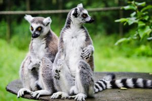 Ring-tailed lemurs, Madagascar, Countries for Kids, CASE OF ADVENTURE
