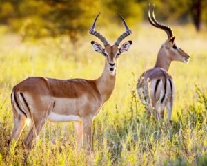 Case of Adventure .com