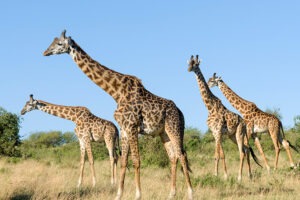 Case of Adventure .com